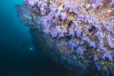 View of fish swimming underwater