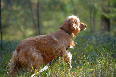 Side view of a dog on field