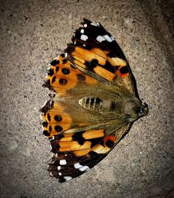 High angle view of butterfly