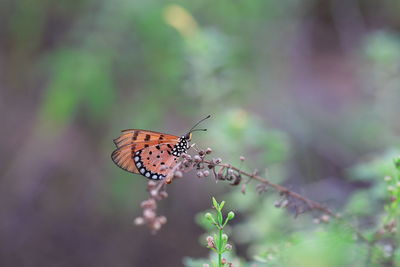 Close-up of butterfly pollinating flower