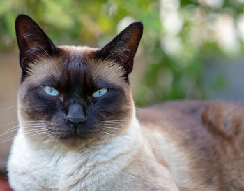 Close-up portrait of a cat