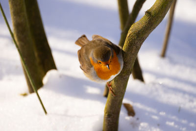 Close-up of crab on snow covered land