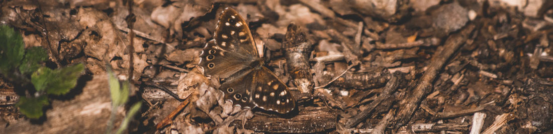 Close-up of dry plants on field