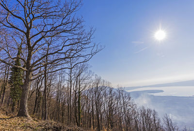 Bare trees against sky during winter