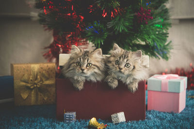 Portrait of cats in box against christmas decoration