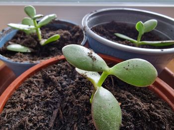 growth