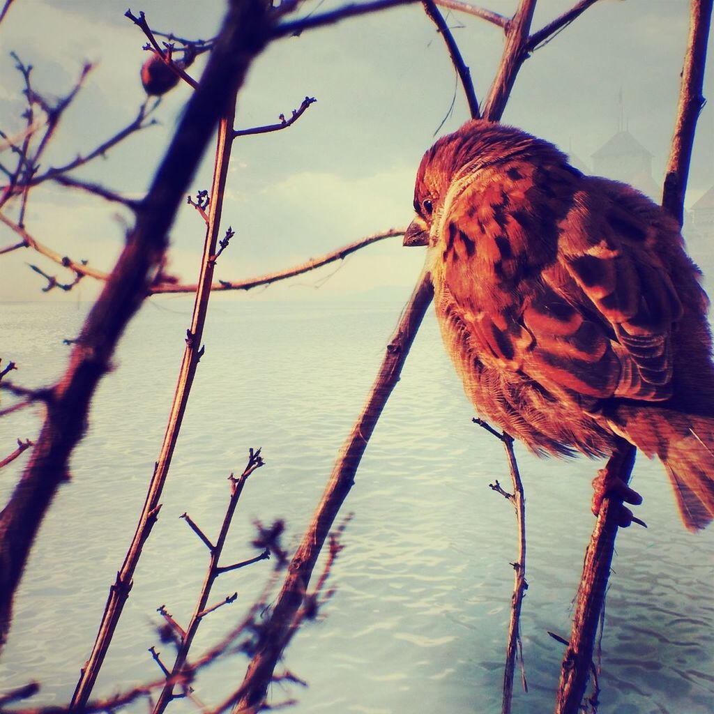 bird, animal themes, animals in the wild, perching, wildlife, one animal, water, focus on foreground, branch, nature, day, close-up, outdoors, no people, bare tree, full length, two animals, beauty in nature, lake, rope