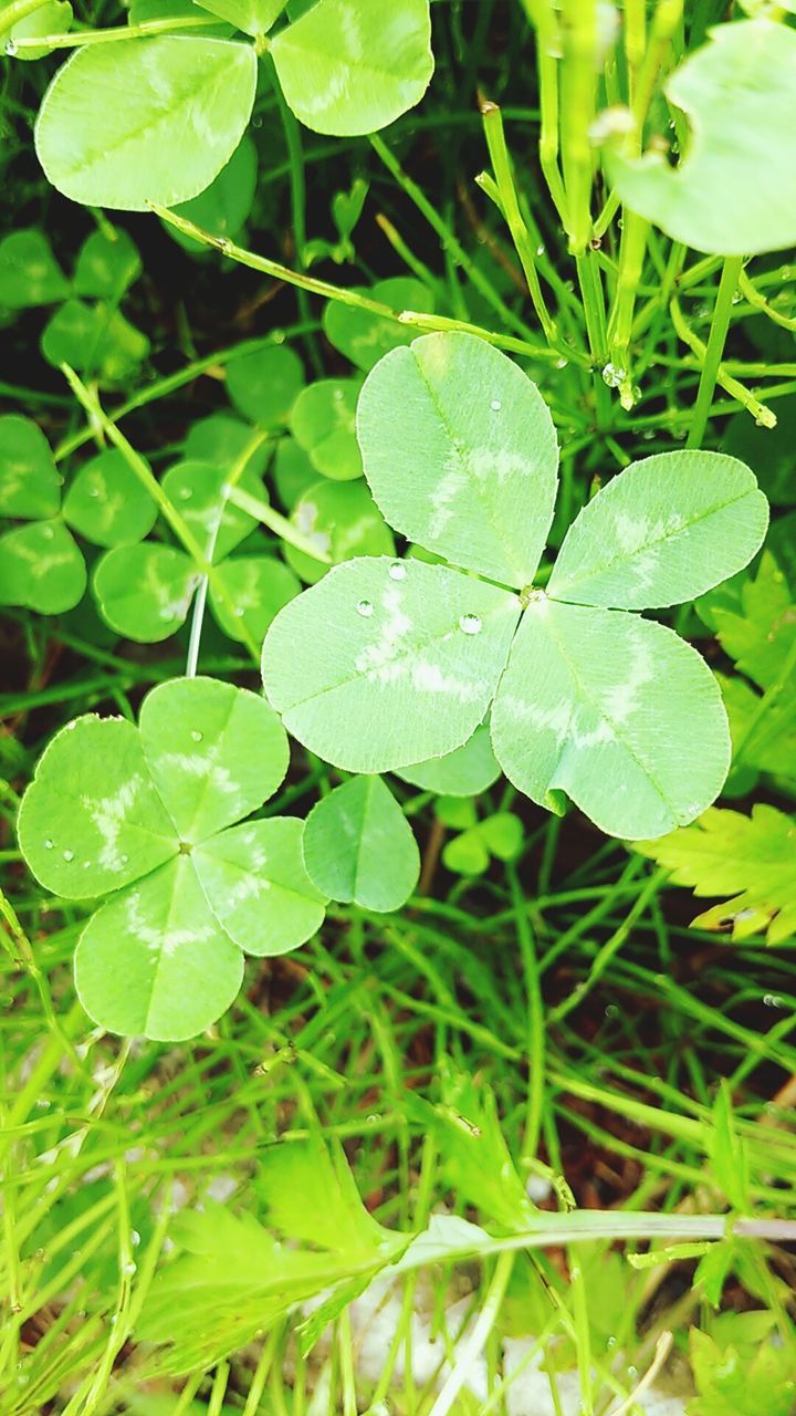 leaf, green color, growth, plant, close-up, nature, leaf vein, leaves, beauty in nature, freshness, full frame, drop, water, wet, natural pattern, tranquility, day, green, high angle view, backgrounds