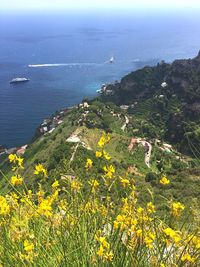 High angle view of yellow flowers in sea