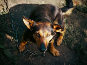 dog