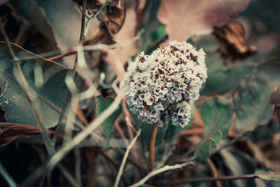 Close-up of wilted flower on field