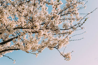 Low angle view of cherry blossoms against sky