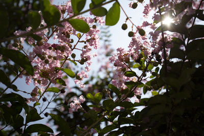 Low angle view of pink cherry blossoms in spring