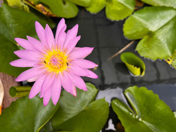 Close-up of yellow flower