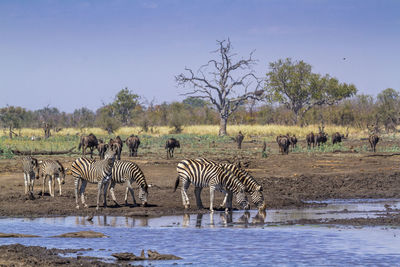 Zebras drinking water from lake against clear sky