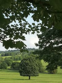 Trees on field against sky