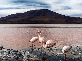Birds standing by mountain against sky