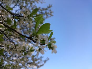 Low angle view of plant against clear sky