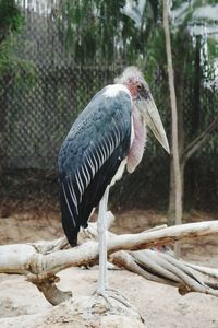 Bird perching on a field