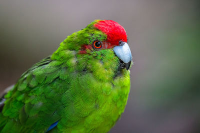 Close-up of parrot