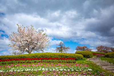 Scenic view of flowering plants against sky