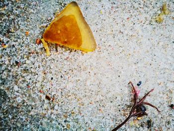 High angle view of insect on ground