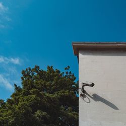 Low angle view of plant against building