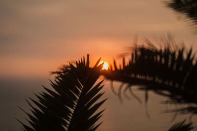 Silhouette palm trees against romantic sky at sunset