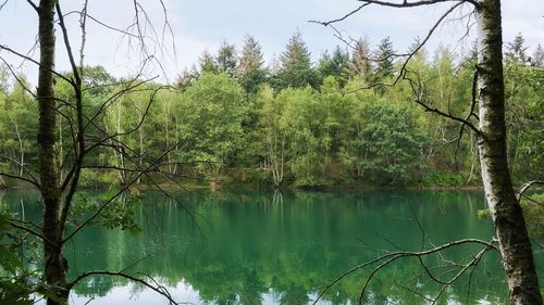 Scenic view of lake against trees in forest