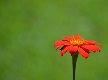 Close-up of red flower