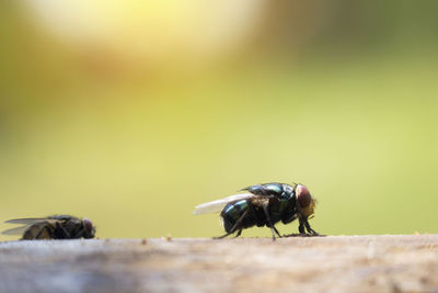 Close-up of bee