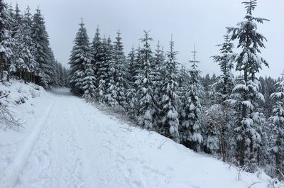 Snow covered trees against sky