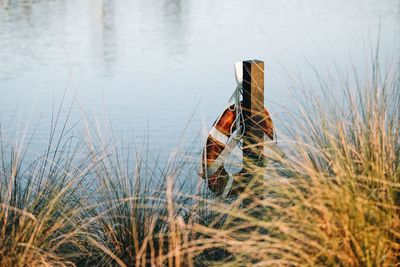 Lifesaver on post by water