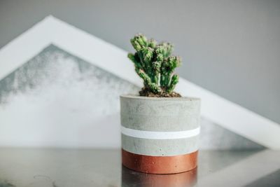 Close-up of potted plant on table