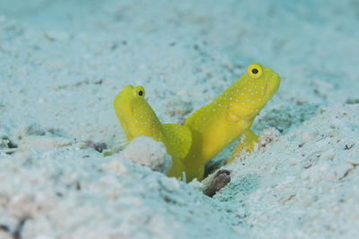 Yellow prawn goby in the nest