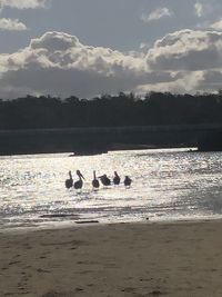 View of birds on beach