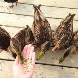 Cropped hand feeding ducks on boardwalk