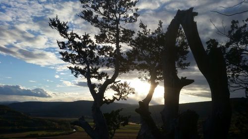 Sun shining through trees