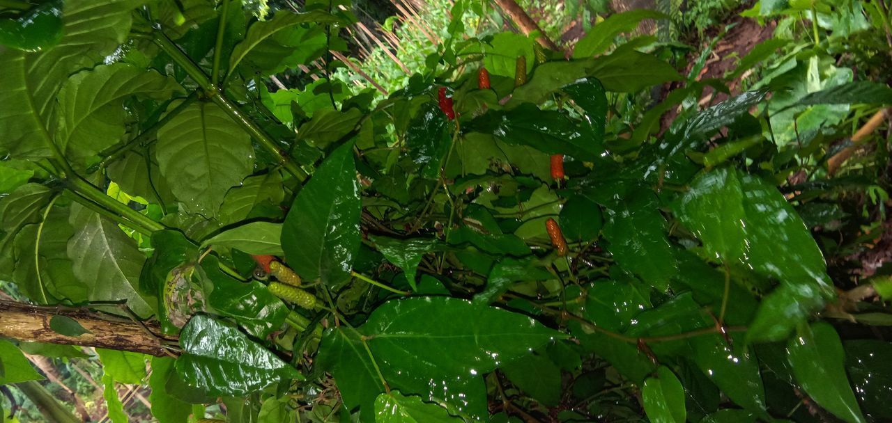 CLOSE-UP OF FRUITS ON TREE