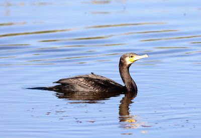 Side view of a duck in lake