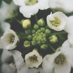 Close-up of white flowers
