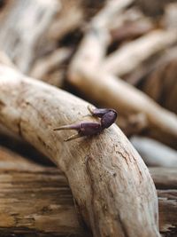 Close-up of insect on wood