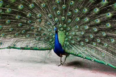 A peacock spreading its tail-feathers
