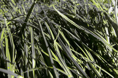 Full frame shot of bamboo plants on field