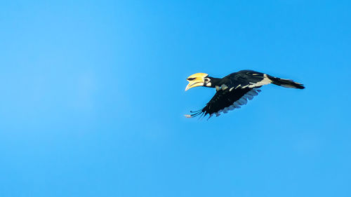 Low angle view of hornbill flying against clear blue sky on sunny day