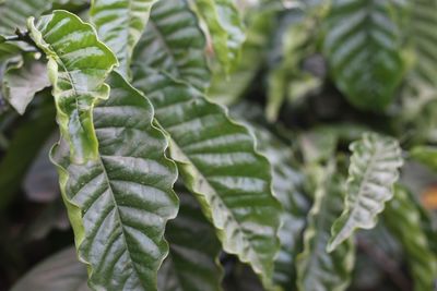 Close-up of fresh green leaves