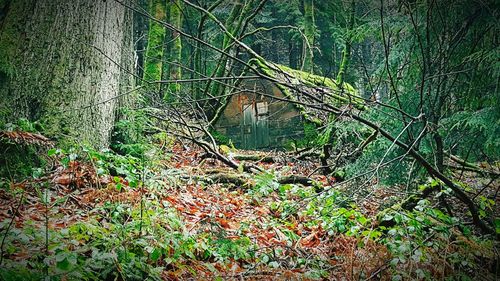 Plant growing on a tree