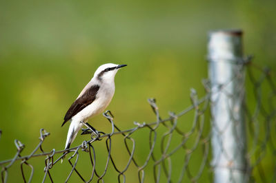 Close-up of bird perching on fence