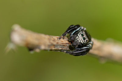 Close-up of spider