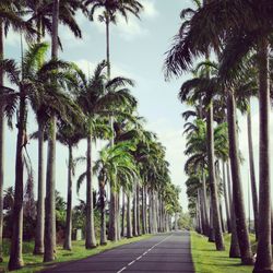 Road amidst palm trees against sky